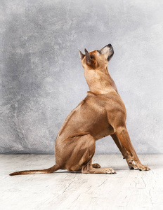 在带纹理的背景上年轻泰国脊背犬狗照片