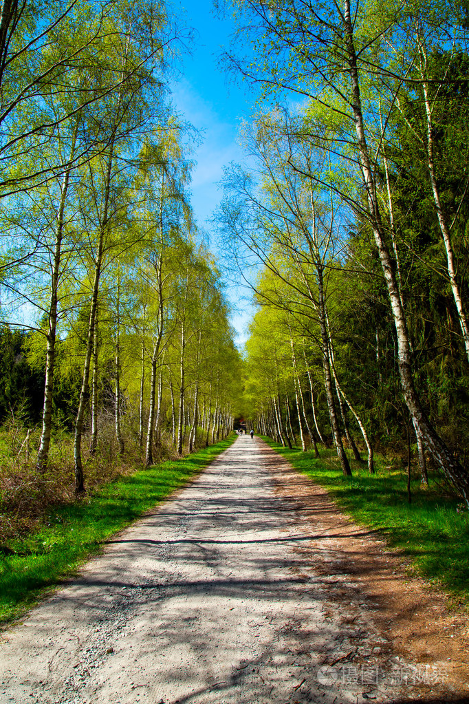 森林和树木在路上照片-正版商用图片0c2v59-摄图新视界