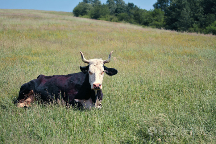 牛躺在草田