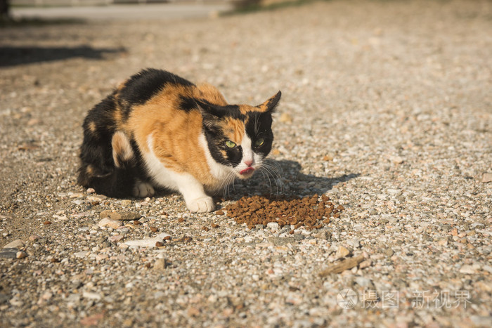 三基色吃猫