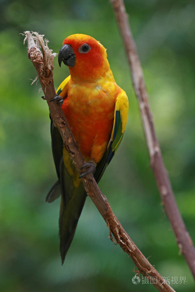 太阳鹦鹉圣淘沙