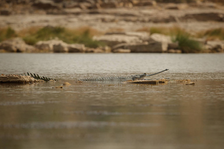 印度 gavial 在自然栖息地, 昌巴尔河保护区, Gavialis gangeticus, 非常濒危的印度野生动物种类