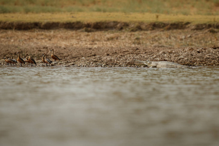 印度 gavial 在自然栖息地, 昌巴尔河保护区, Gavialis gangeticus, 非常濒危的印度野生动物种类