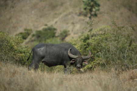 水牛在干旱的自然栖息地, 野生非洲, dangereous 动物, 马赛马拉在肯尼亚