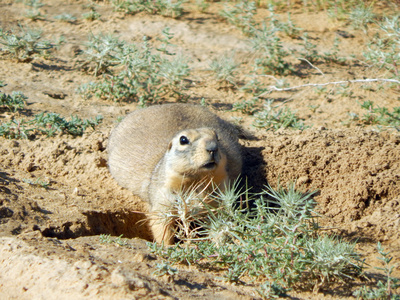 Gopher 洞穴附近