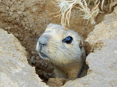 地鼠图片