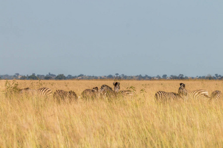 一群斑马吃草