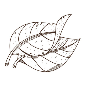 烟草叶图片-烟草叶素材-烟草叶插画-摄图新视界