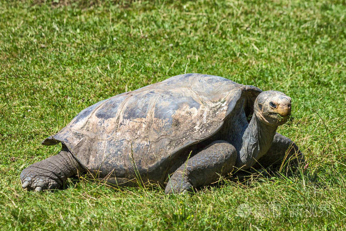 在绿色草地上的龟陆地照片-正版商用图片0c3evr-摄图新视界