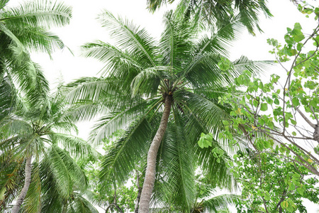热带椰子棕榈