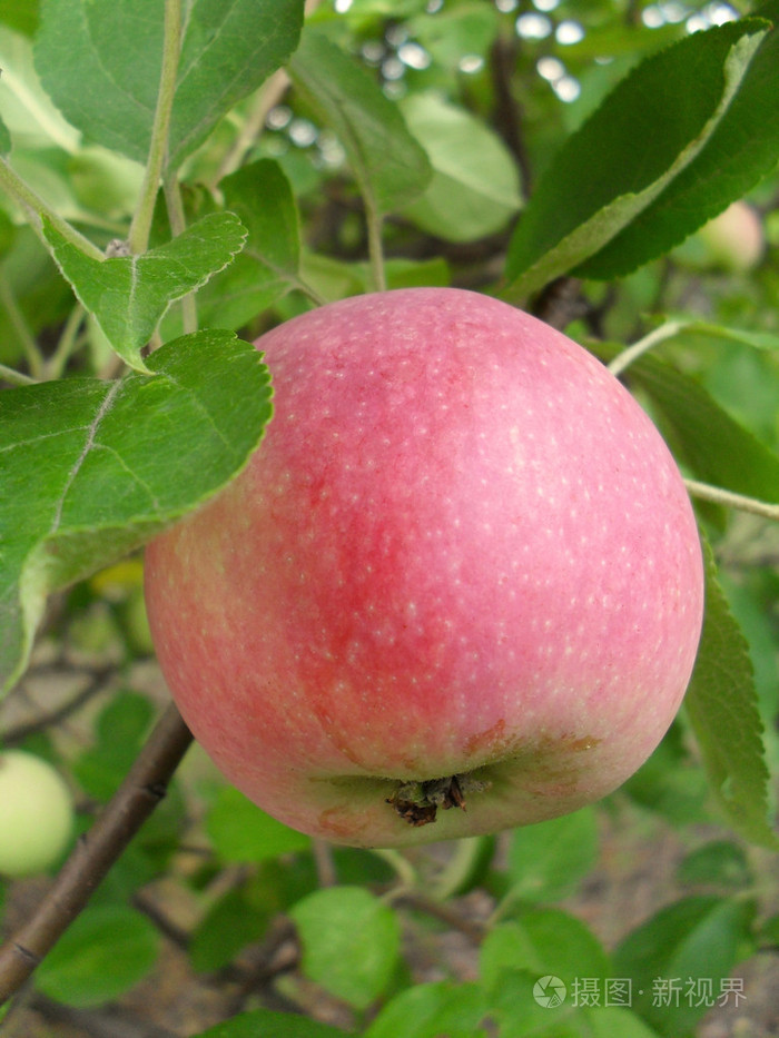 粉色苹果在树上,宏