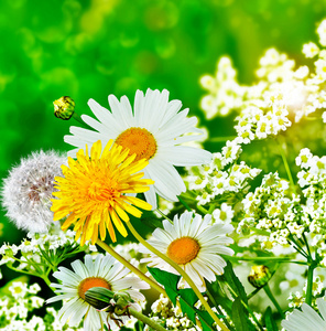 夏日风景。野花雏菊