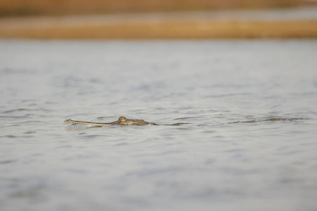 印度 gavial 在自然栖息地, 昌巴尔河保护区, Gavialis gangeticus, 非常濒危的印度野生动物种类