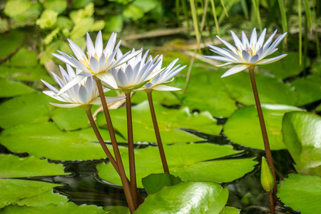 白睡莲鲜花