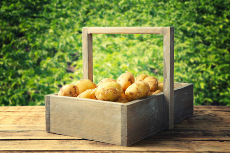 新鲜的土豆放在木制的桌子上的箱子里
