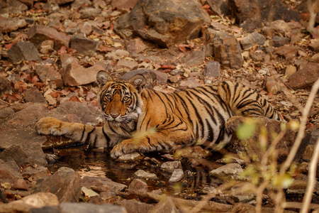 老虎在水中休息