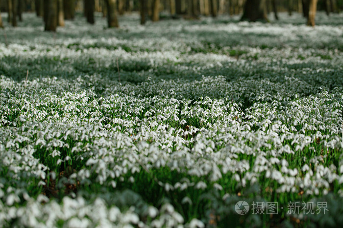 雪花莲花在冬季森林