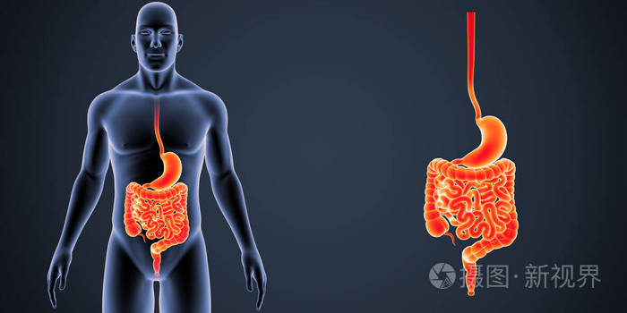 胃和小肠的缩放