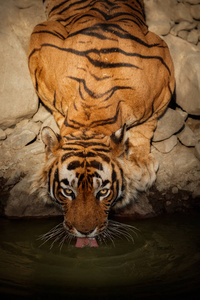 老虎的饮用水