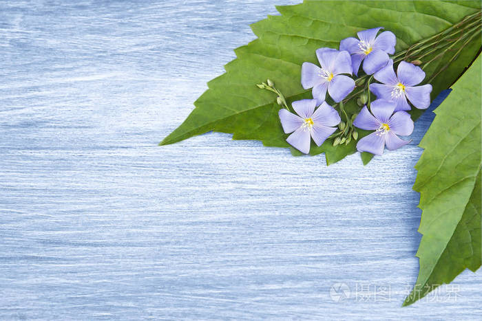 木制背景与蓝色的花