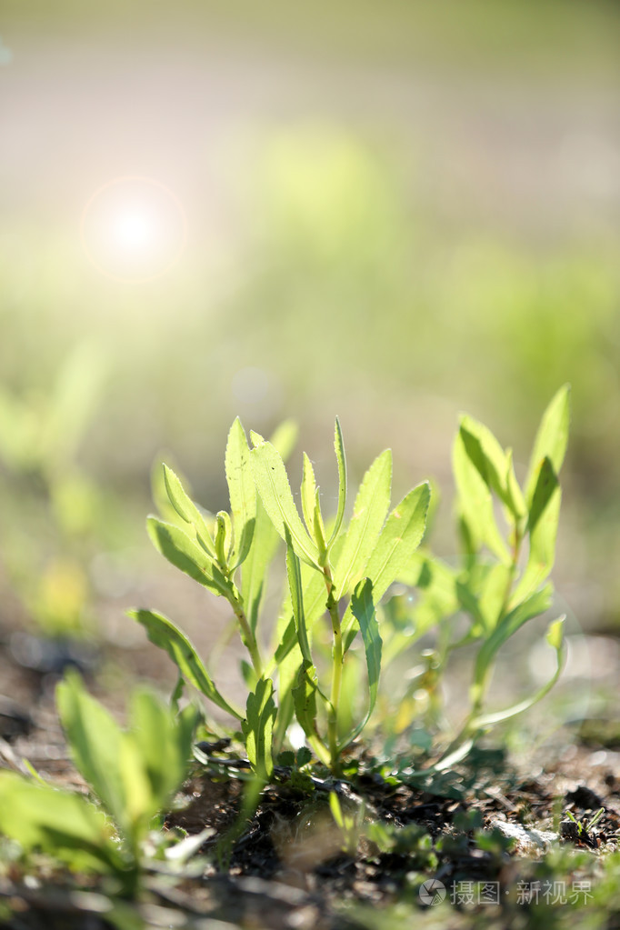 绿色的植物与阳光