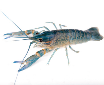 螯虾活一个孤立在白,关闭照片