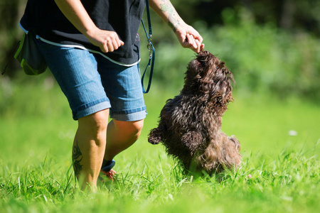 女人玩犬种去年成为狗在草地上