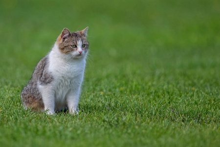 在一片空地上的猫