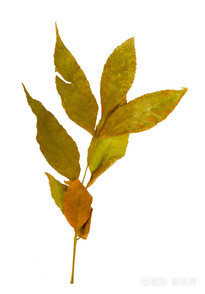 秋枫树与枝叶孤立