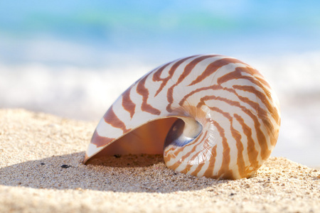 鹦鹉螺贝壳砂 反对海浪潮，浅景深的沙滩上