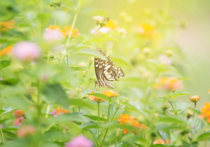 抽象甜美的蝴蝶和花园里的花朵