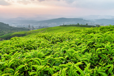 年轻绿茶叶茶园在日落时分