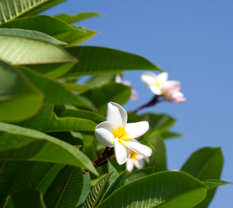 白梅香鲜花