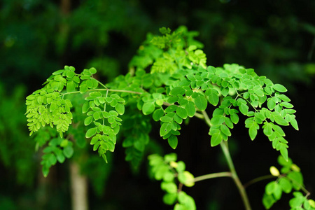 鼓槌草树或 Malunggay 树