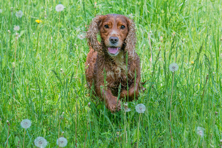 跳跃的狗小狗可卡犬