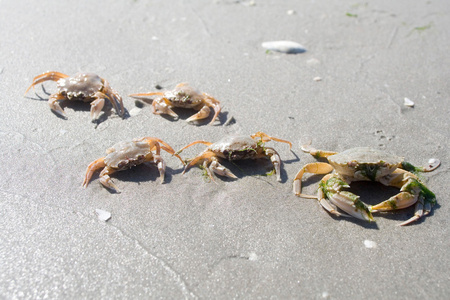 海滩上的螃蟹