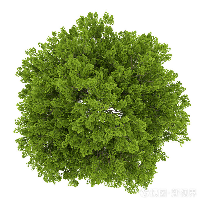 顶视图的分离在白色背景上的孔雀草树