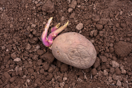 马铃薯块茎豆芽照片