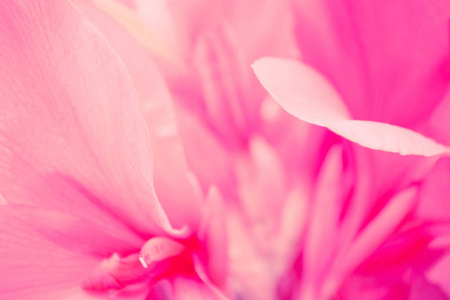粉红色的花花瓣抽象自然背景