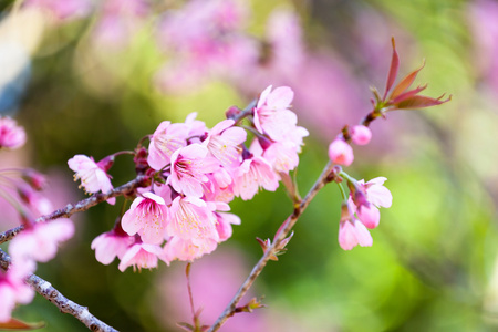 Sakura blossom樱花盛开