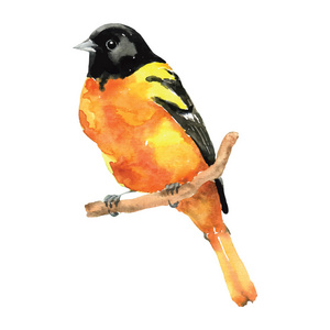 手绘水彩黄鹂鸟图片