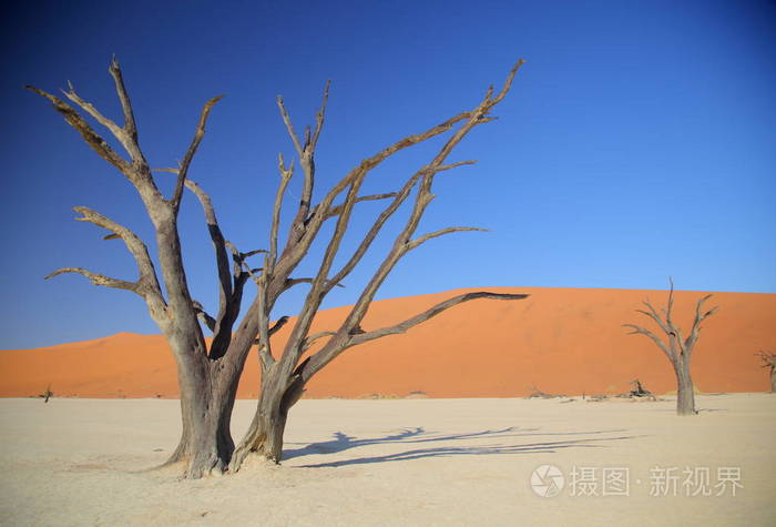 Deadvlei 相思树