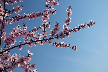 春天盛开的杏树