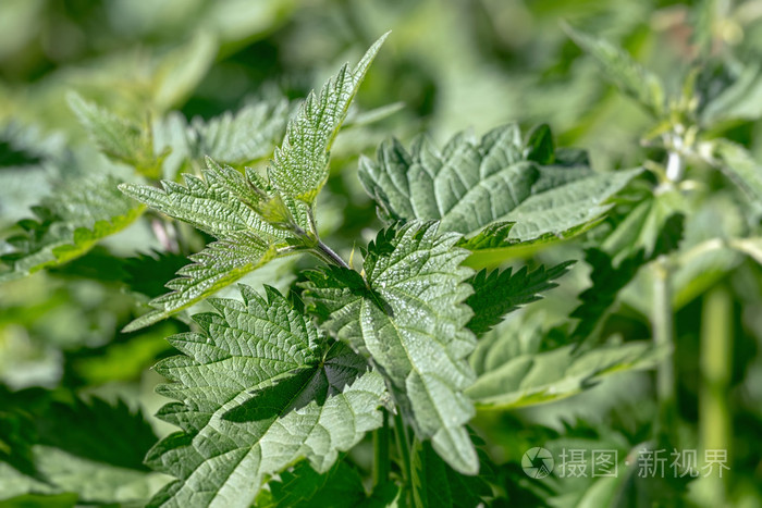 荨麻荨麻近缘外野深度浅