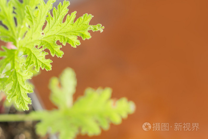 香茅植物