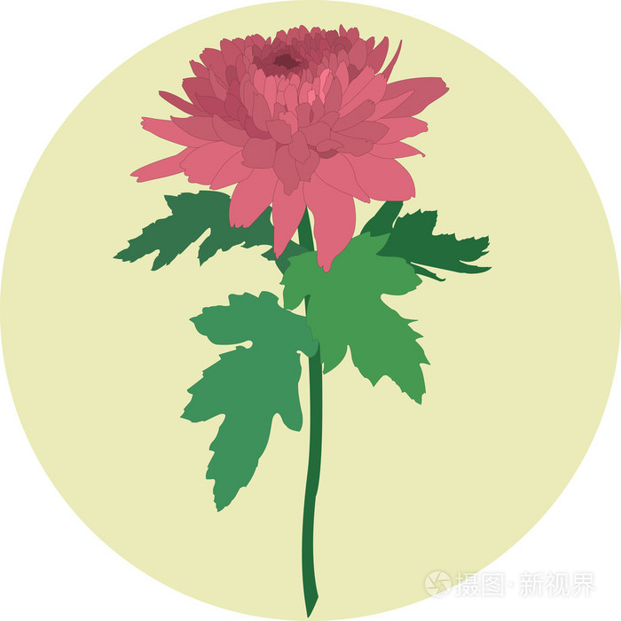粉色菊花的黄色圆圈