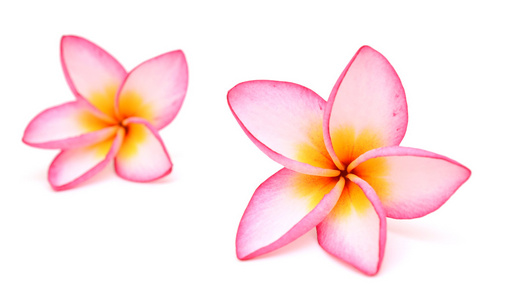 traditional street with bright bougainvillea in greecechampa