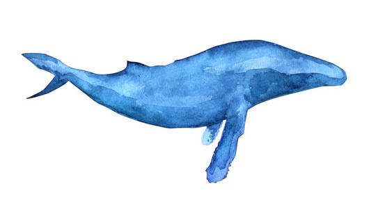 水彩的弓头鲸