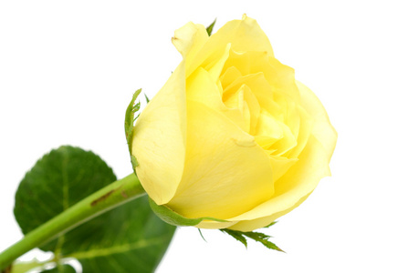 黄色玫瑰开花孤立在白色背景