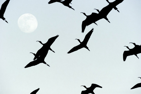 鸟飞剪影月亮图片